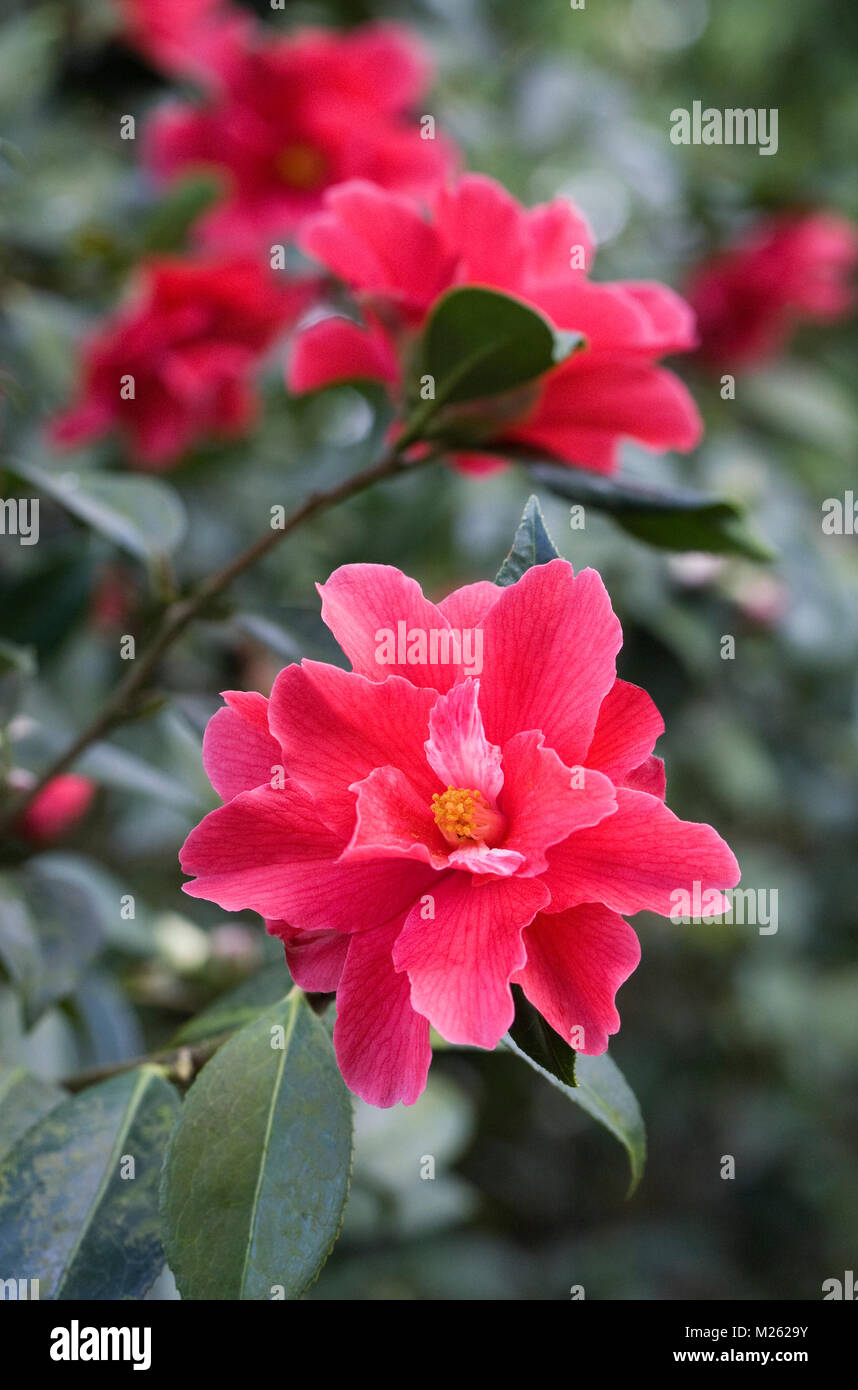 Camellia 'Freedom Bell' flowers. Stock Photo