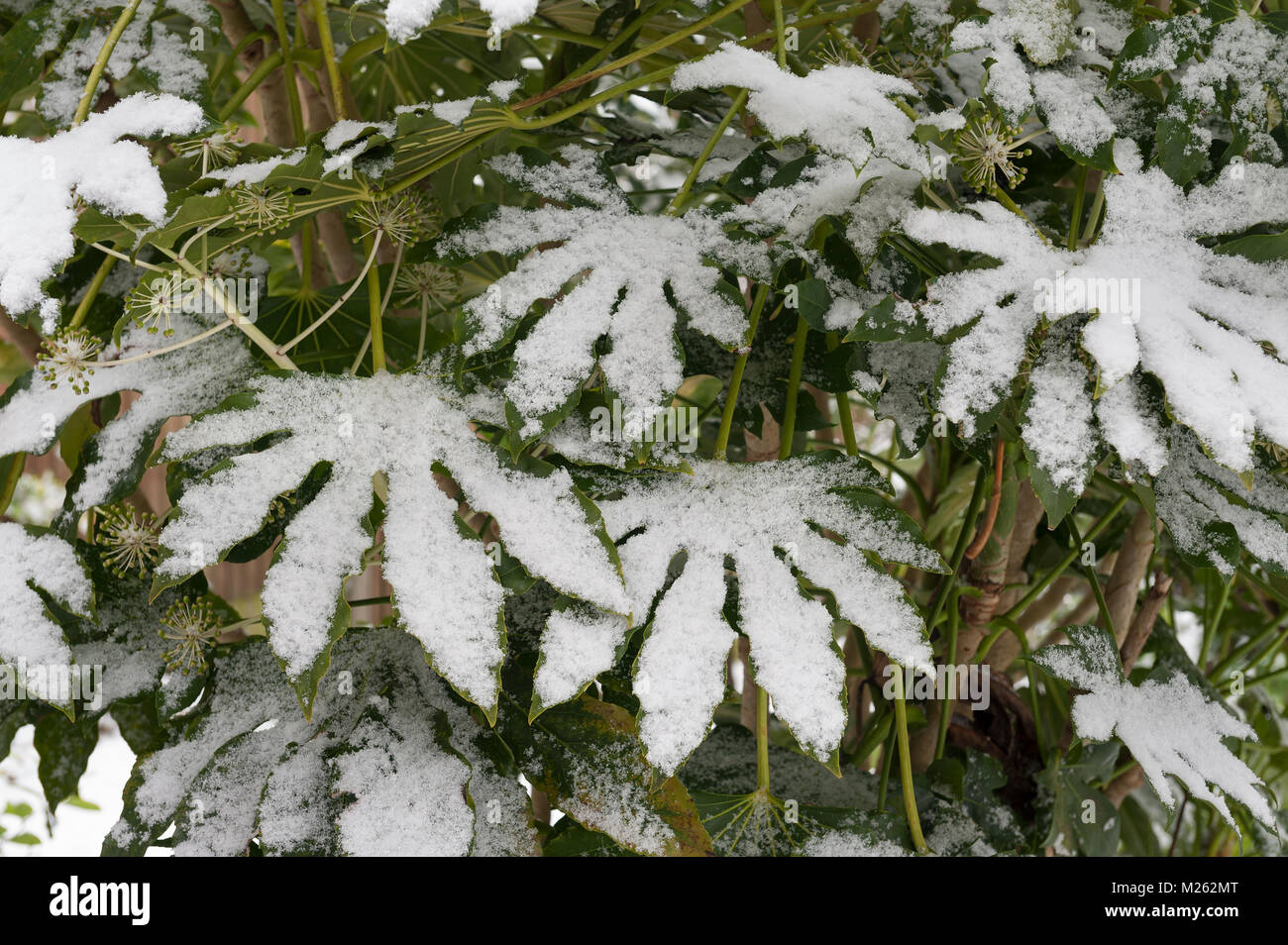 False Castor Oil Plant, Japanese Aralia, Fatsia japonica, evergreen distinct palmately lobed leaves coated in snow spreading drooping under the weight Stock Photo