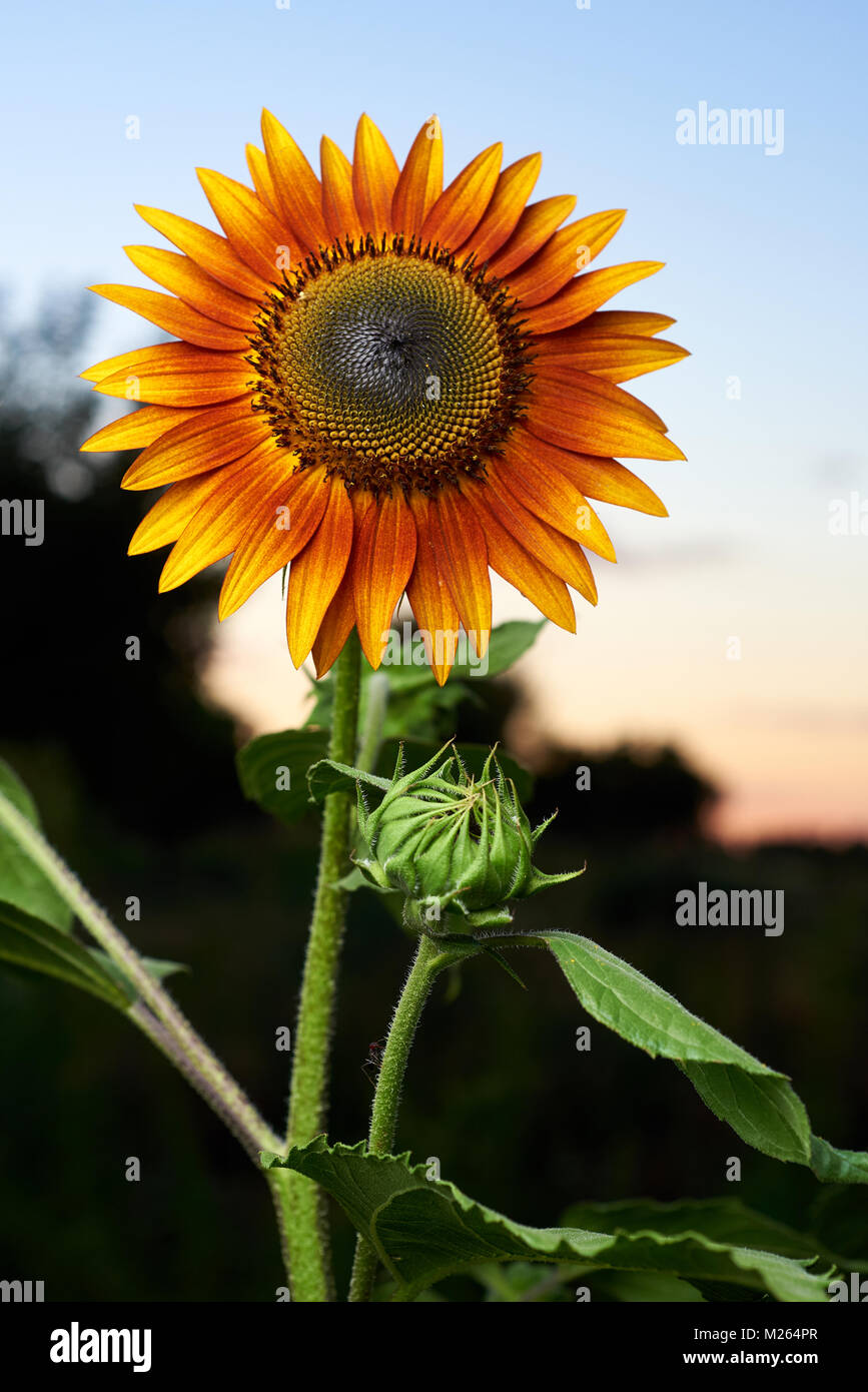 Closeup of showing flower and flower bud of Evening Sun, sunflower. Stock Photo