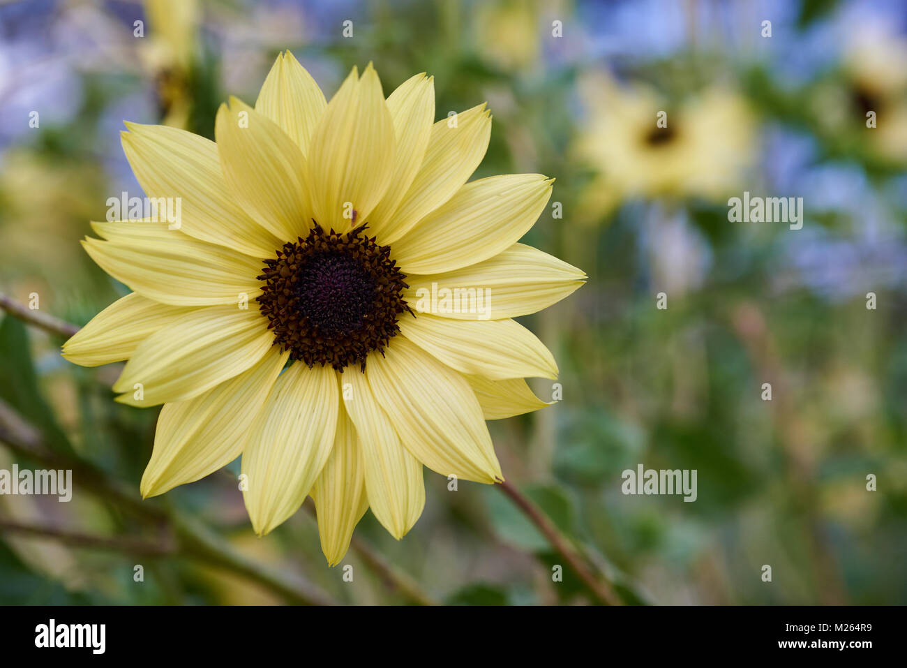 Italian White Sunflower growing in garden. Stock Photo