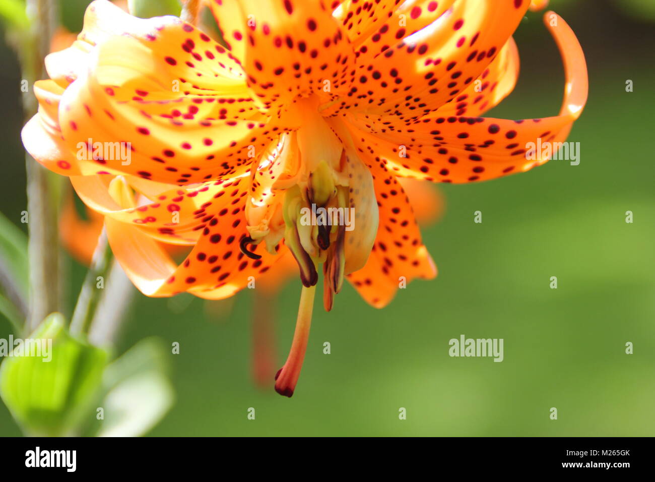 Lilium lancifolium., a striking tiger lily, in flower in an English garden on a bright summer day(August), UK Stock Photo