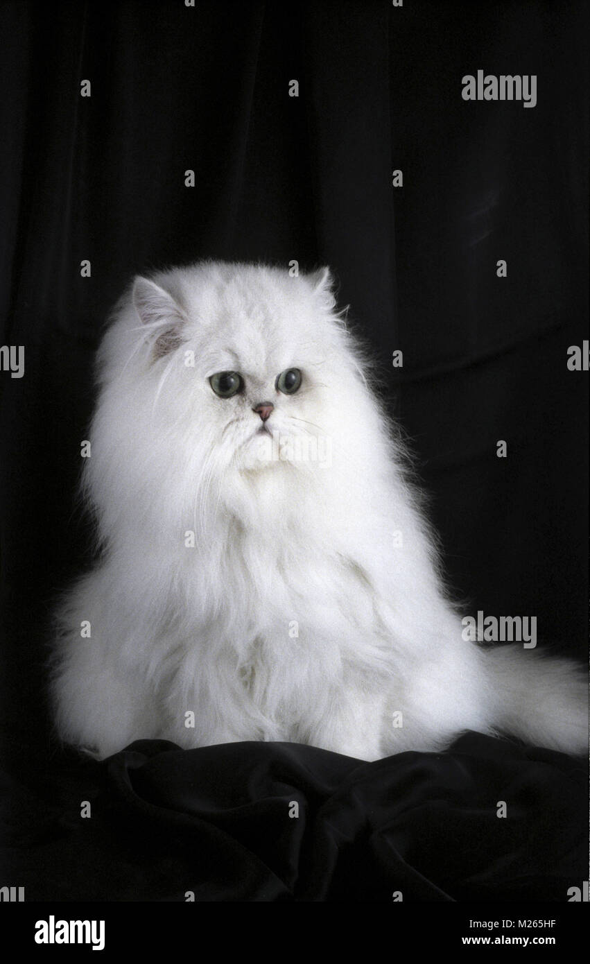 chinchilla on black background Stock Photo - Alamy