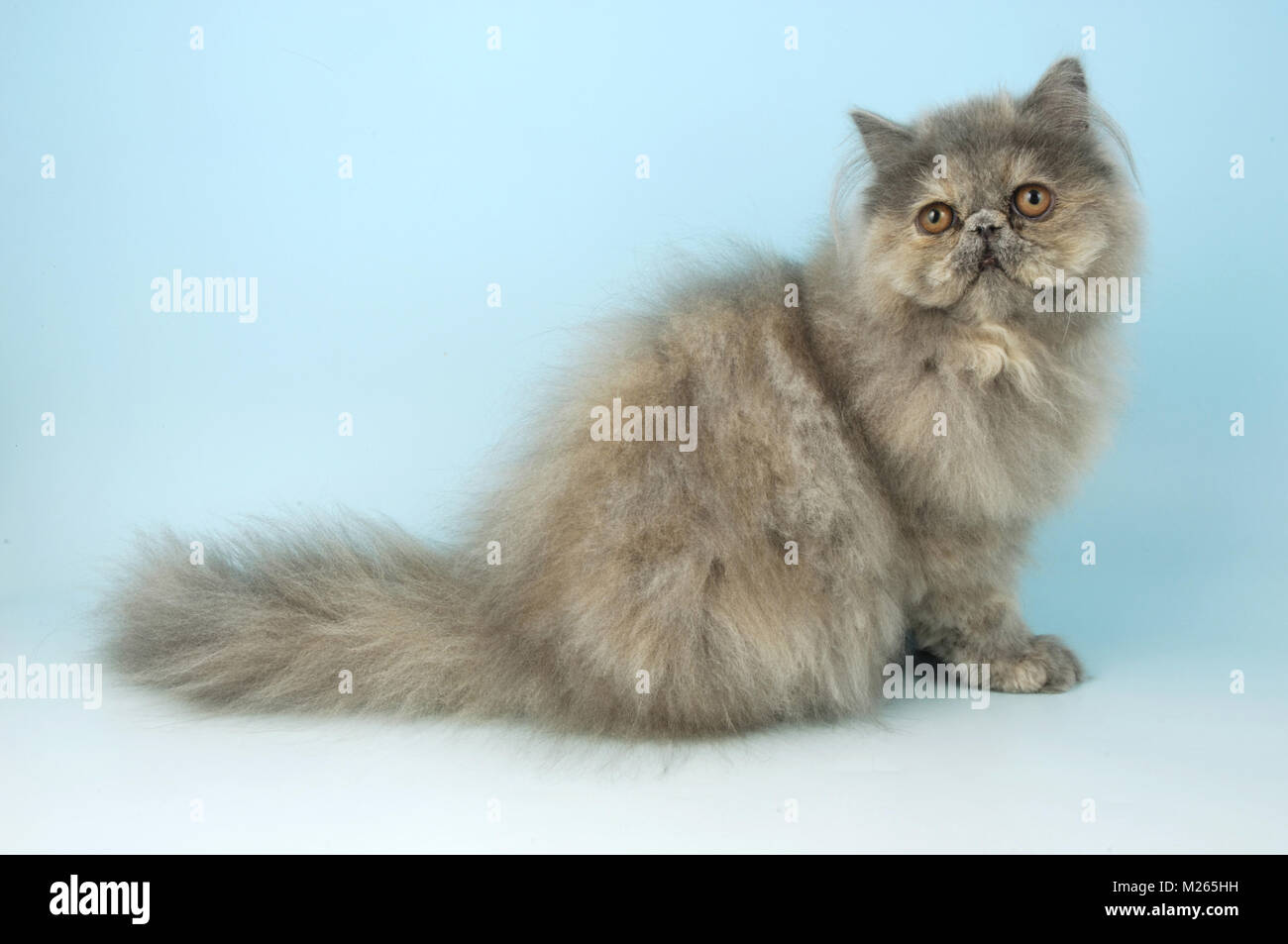 blue cream Persian Stock Photo Alamy