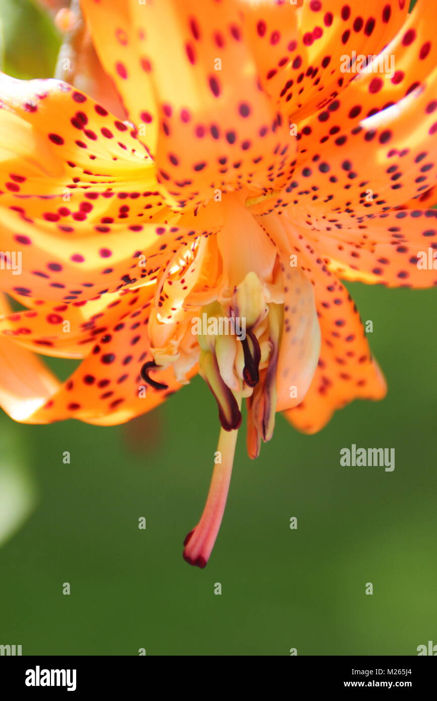 Lilium lancifolium 'Flore Pleno, or Double tiger lily, in flower in an