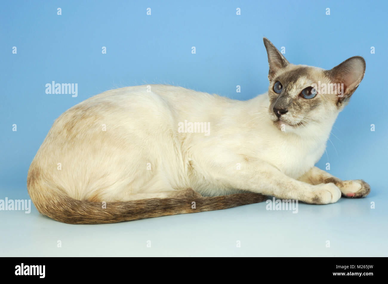 Lilac tortie store point siamese