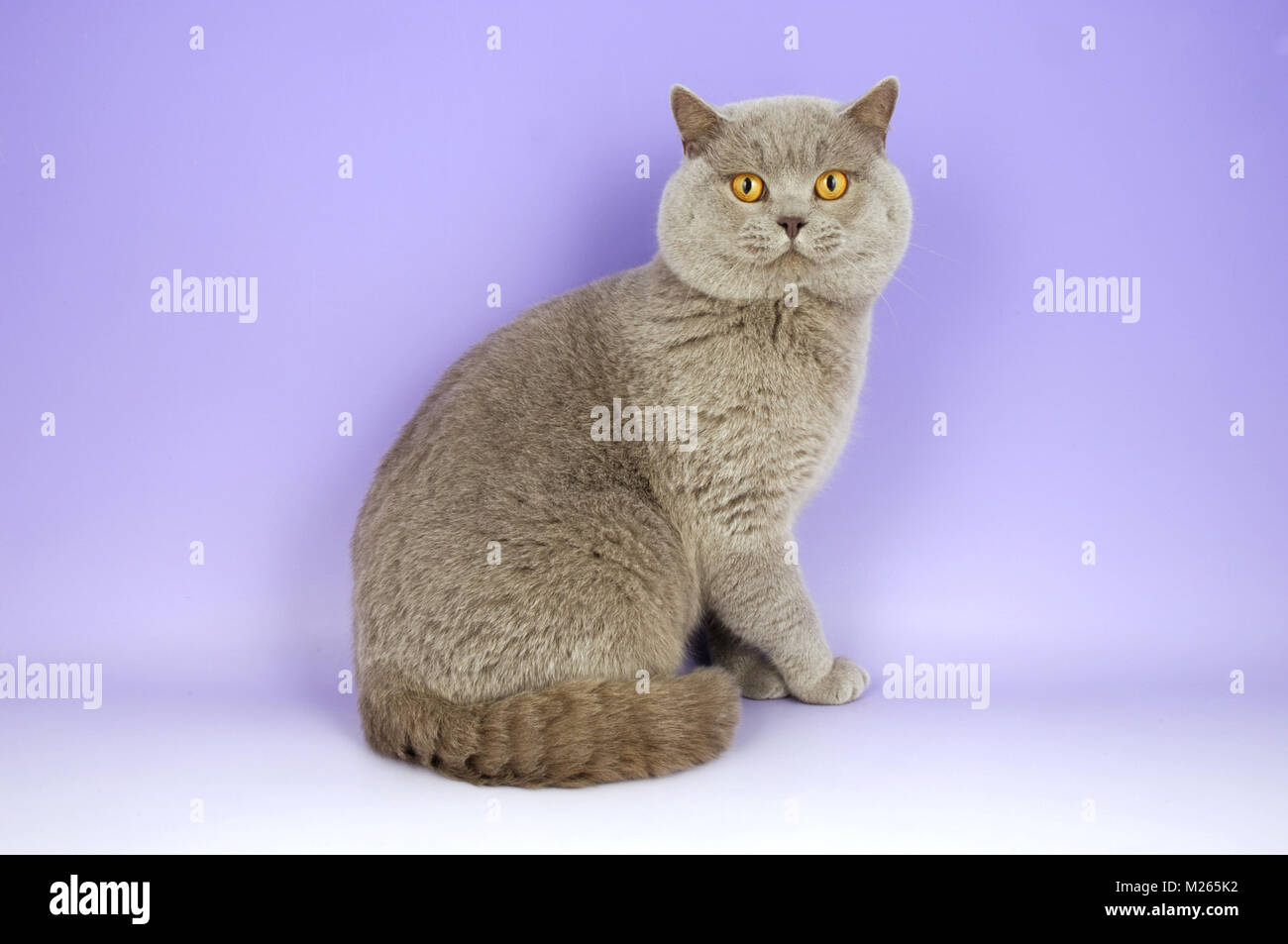 lilac-british-shorthair-cat-looking-at-camera-stock-photo-alamy