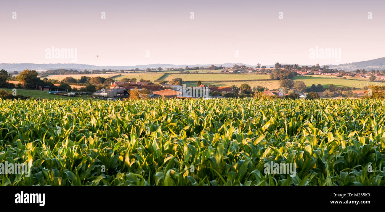 A hot air balloon floats over fields of maize crops and dairy pastures on the gentle rolling hills of the Blackmore Vale in North Dorset, England. Stock Photo