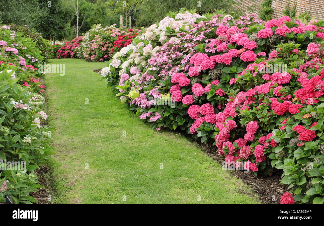 Three Dogs In A Garden Hydrangeas Care Basics Old New Varieties