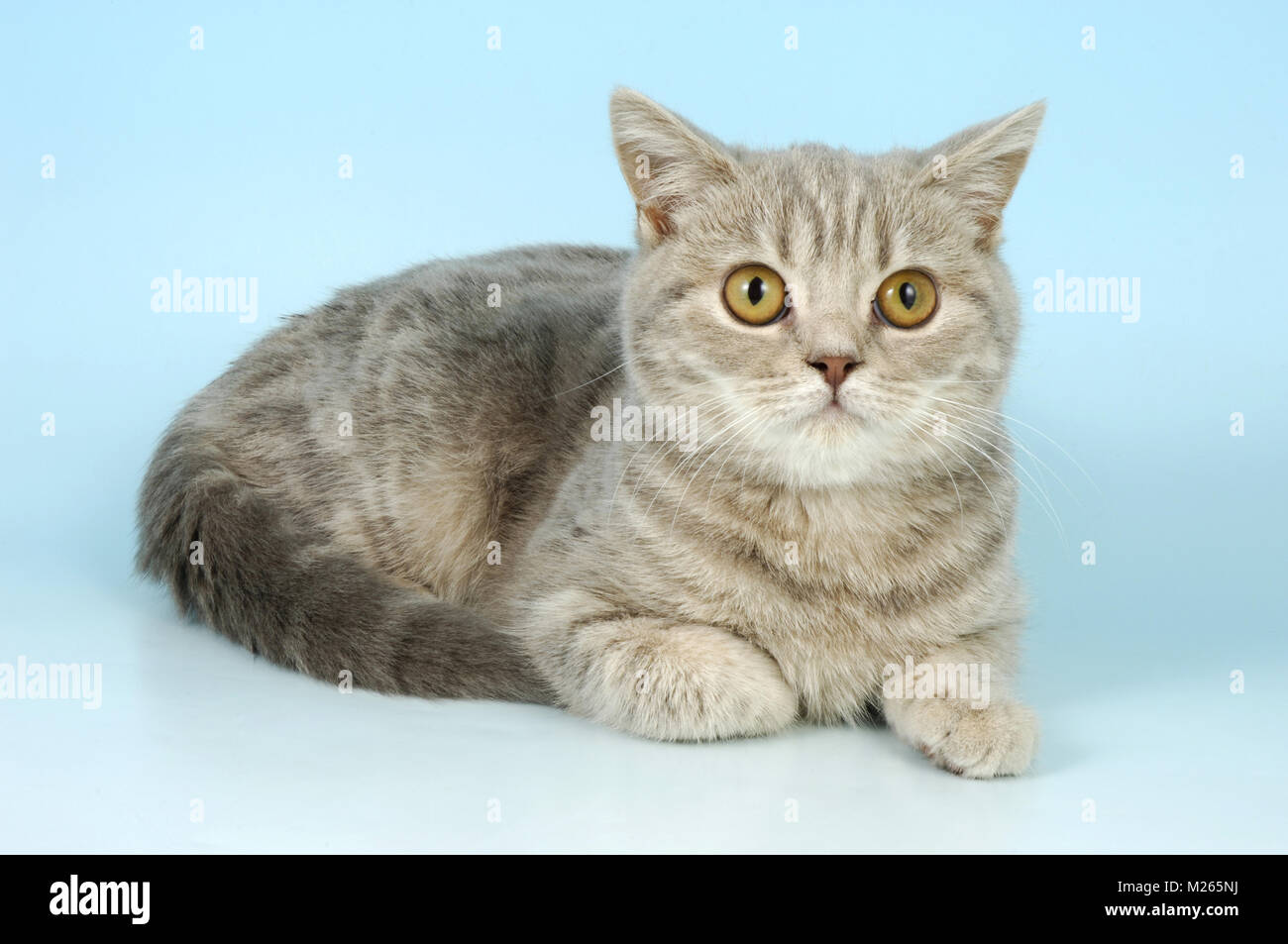 british blue tabby