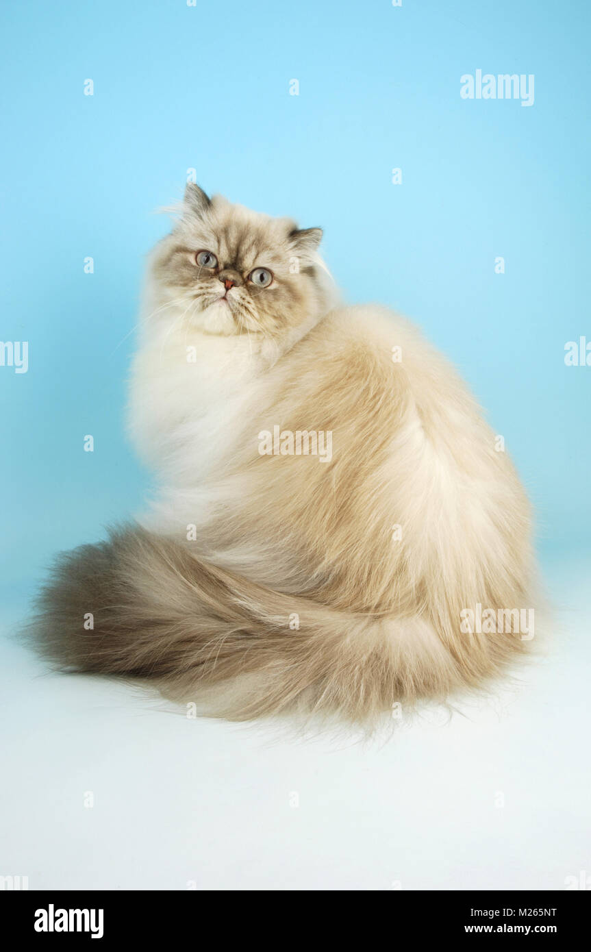 Сибирская кошка гималайская