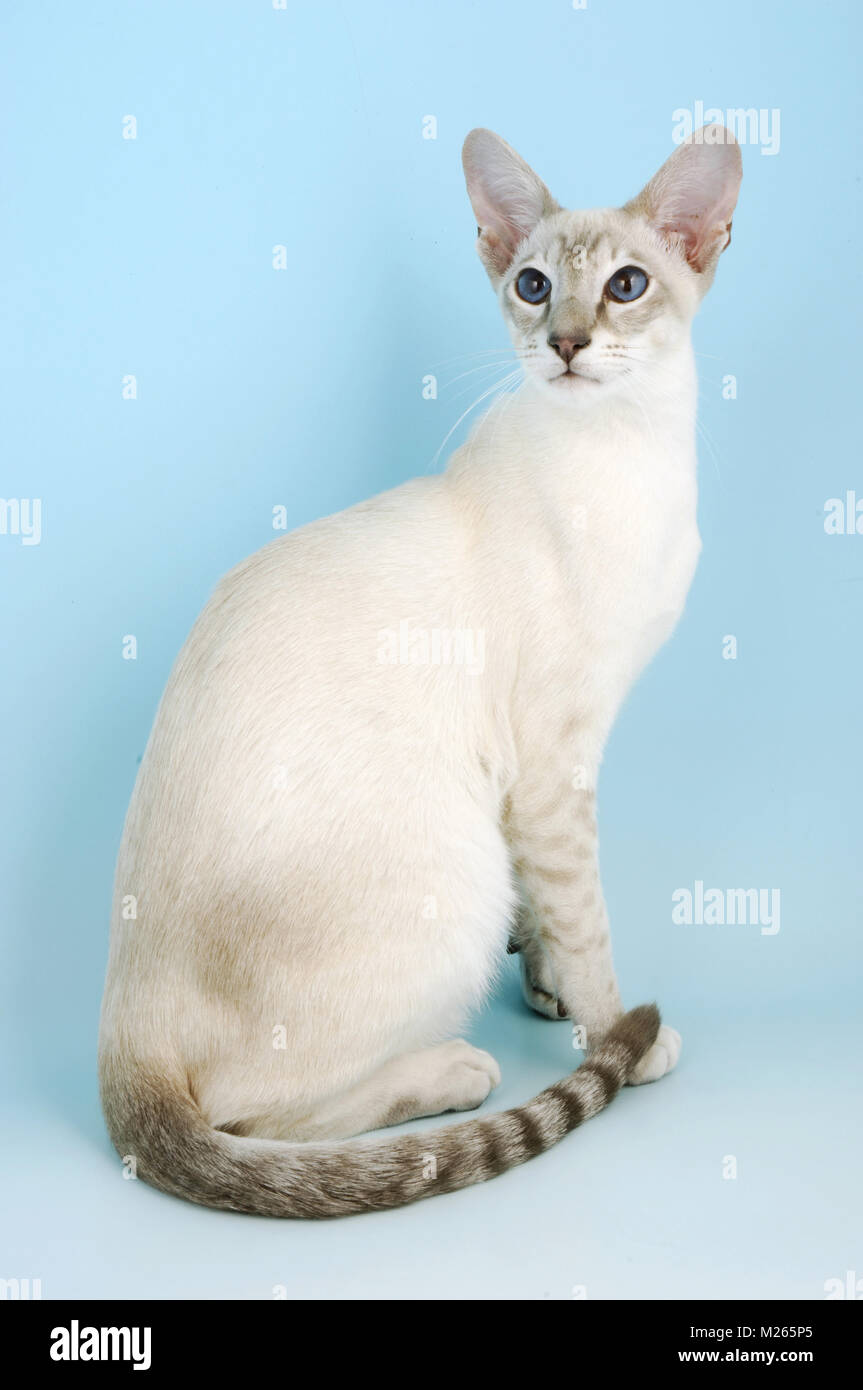 caramel point siamese cat, sitting down Stock Photo Alamy