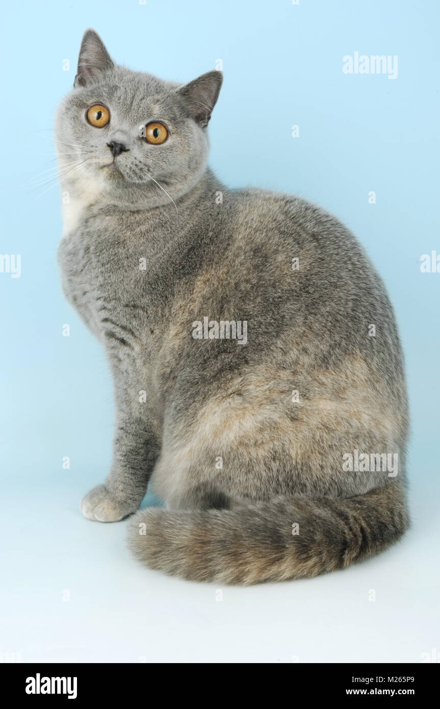 Blue Cream British Shorthair Cat Sitting Down Stock Photo
