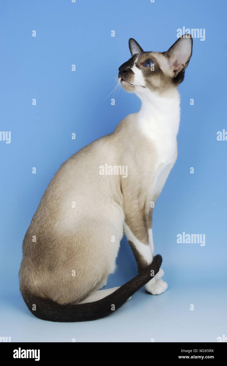 Cat full body sitting back hi-res stock photography and images - Alamy