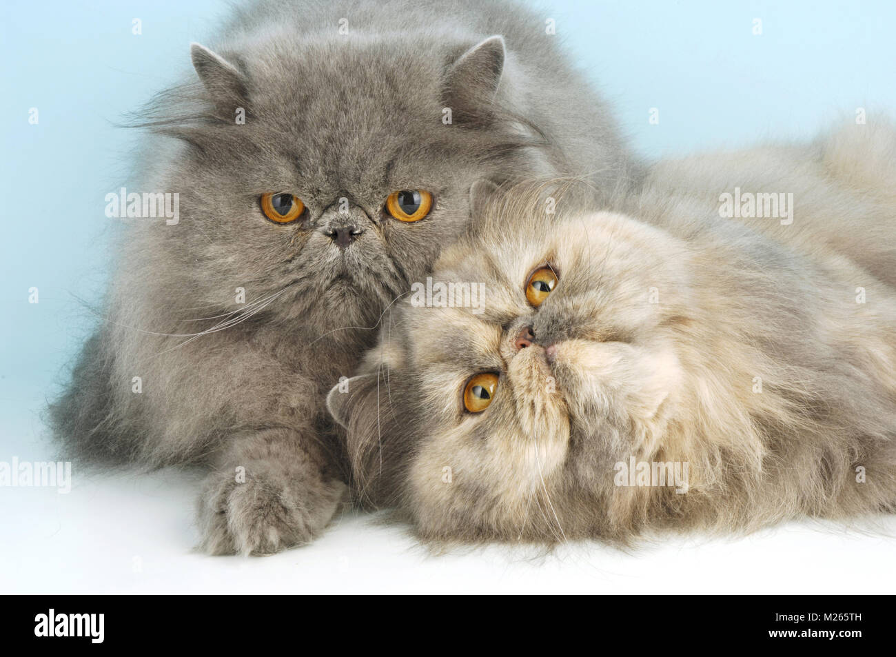 blue and blue cream persian cat Stock Photo Alamy