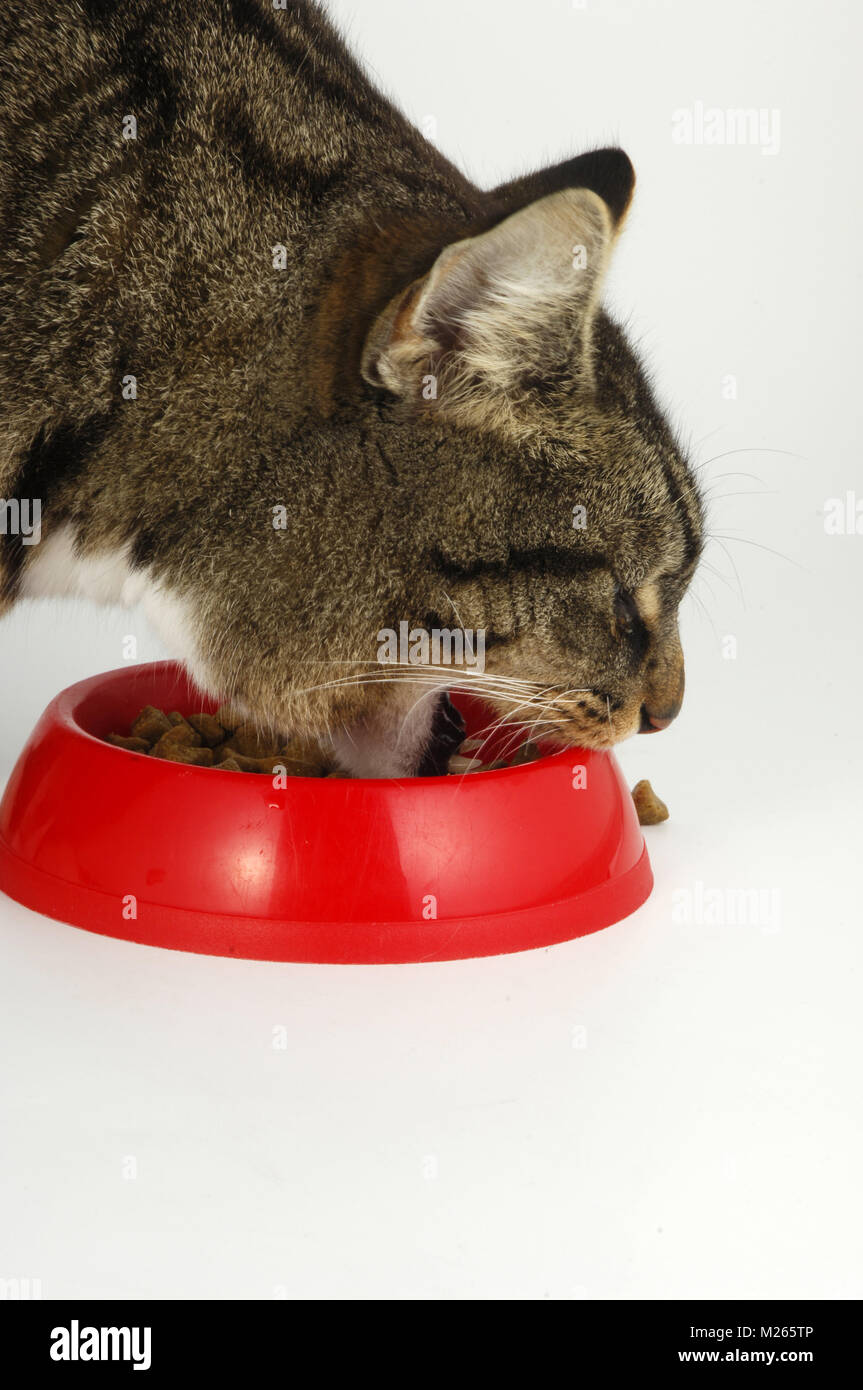 Tabby And White Cat Eating From Red Bowl Stock Photo Alamy