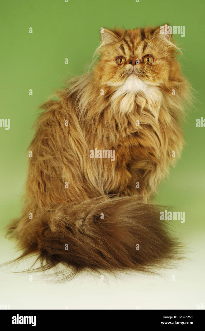 chocolate persian cat