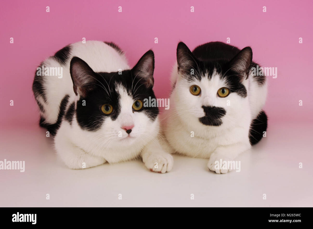 two black and white cats lying down Stock Photo - Alamy
