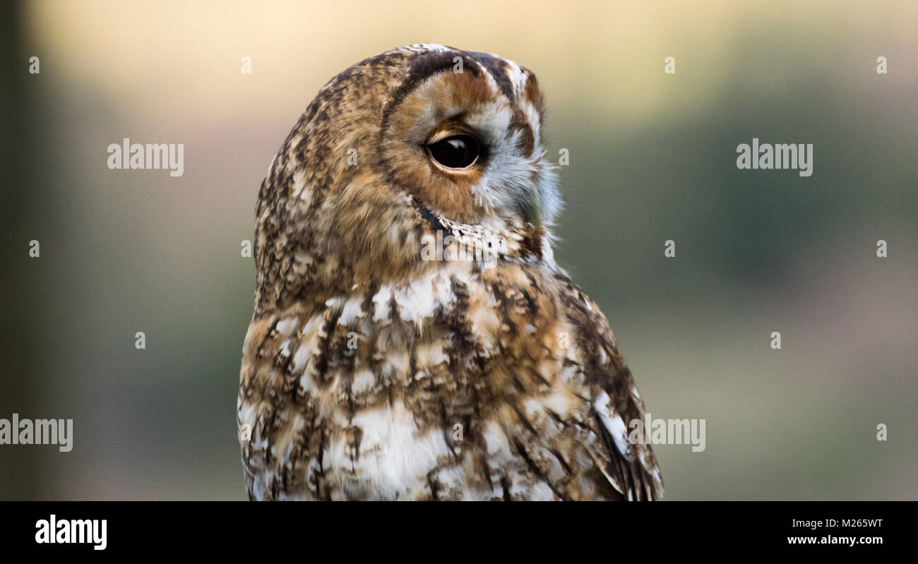 Cute little owl Stock Photo