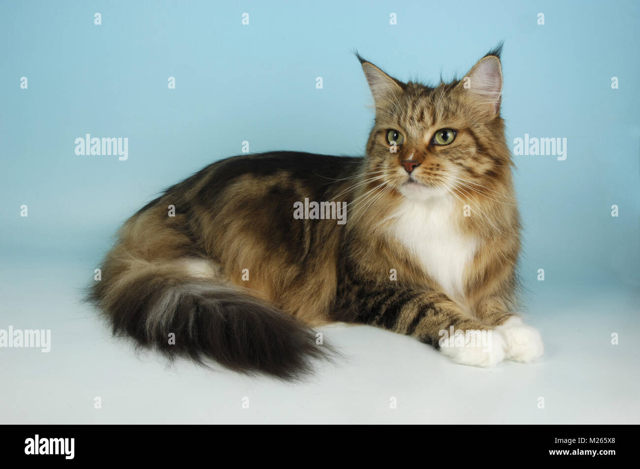 brown tabby and white maine coon Stock Photo Alamy