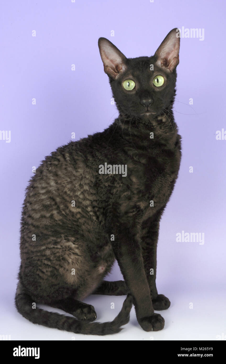 black smoke cornish rex, sitting Stock Photo