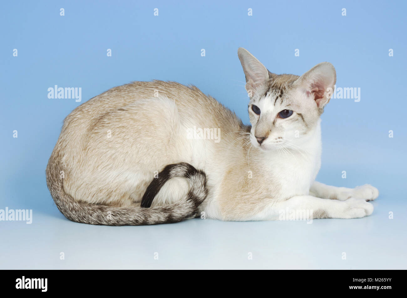 Seal Tabby And White Oriental Shorthair Cat Stock Photo 173469407