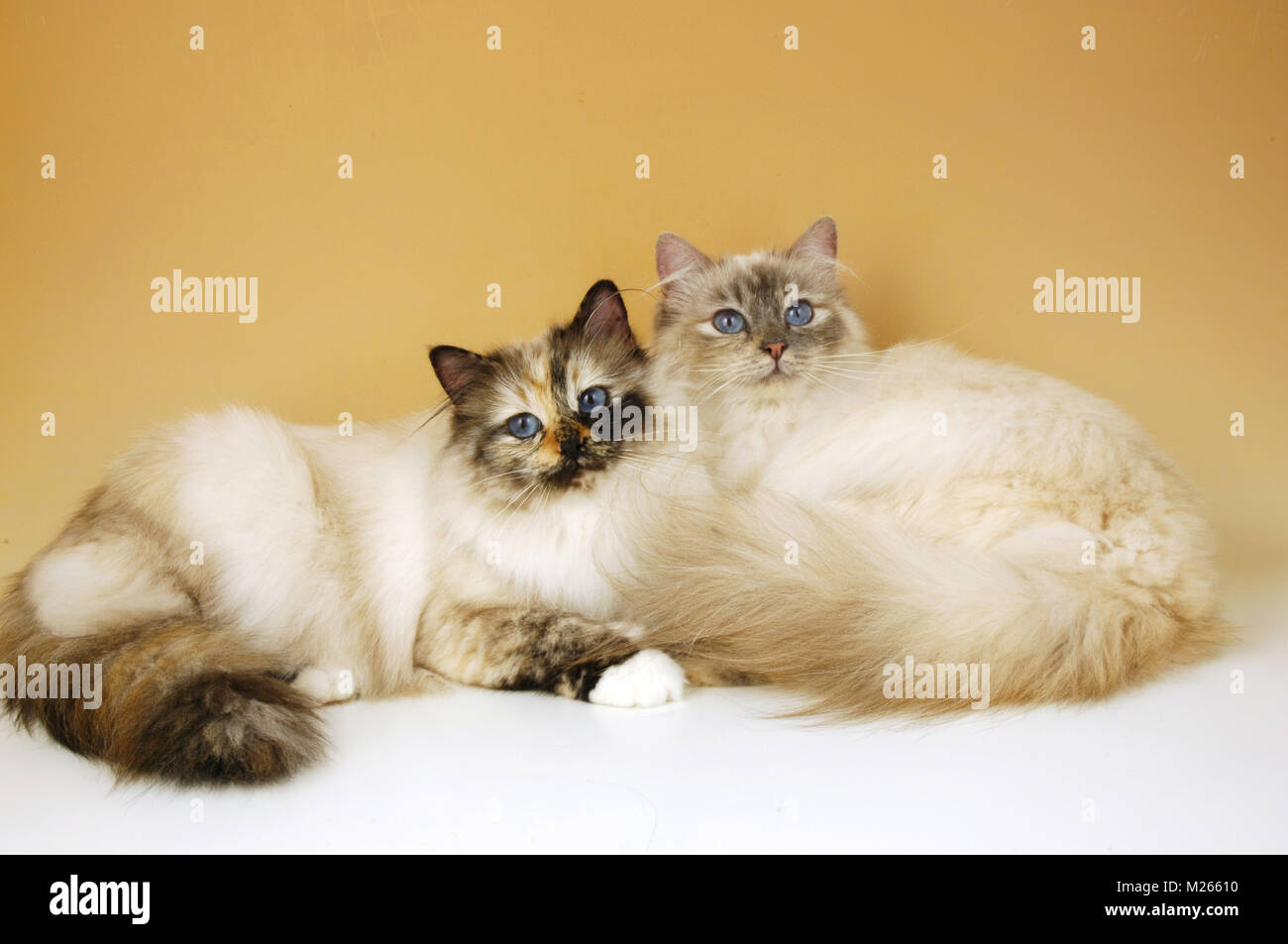 seal tortie tabby birman cat with blue tortie tabby birman Stock Photo ...