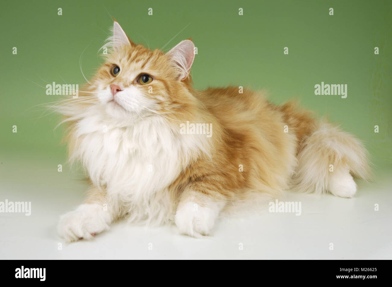 red tabby and white norwegian forest cat Stock Photo Alamy