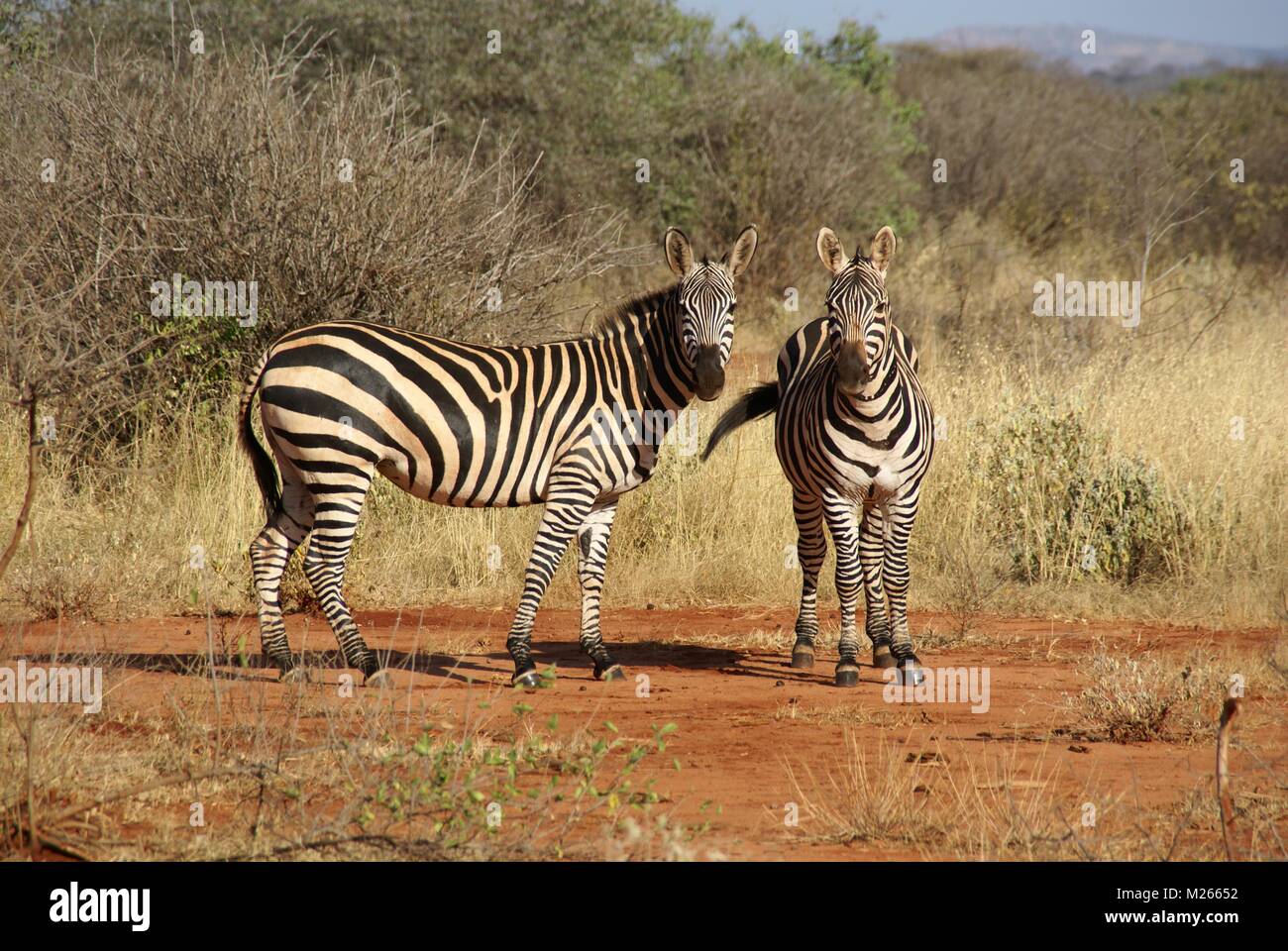 zebra group in kenya safari Stock Photo