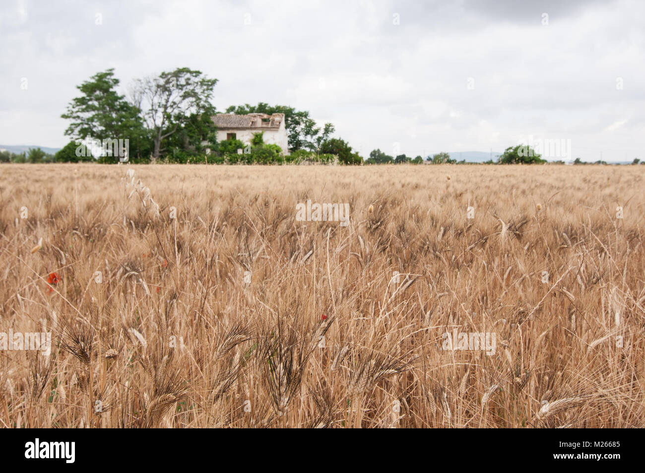 Cereal field Stock Photo