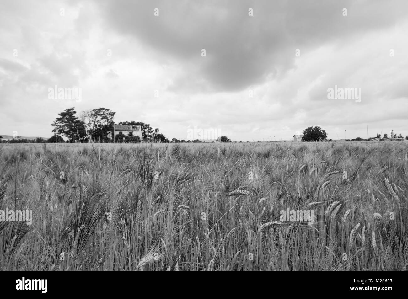 Cereal field in black and white Stock Photo