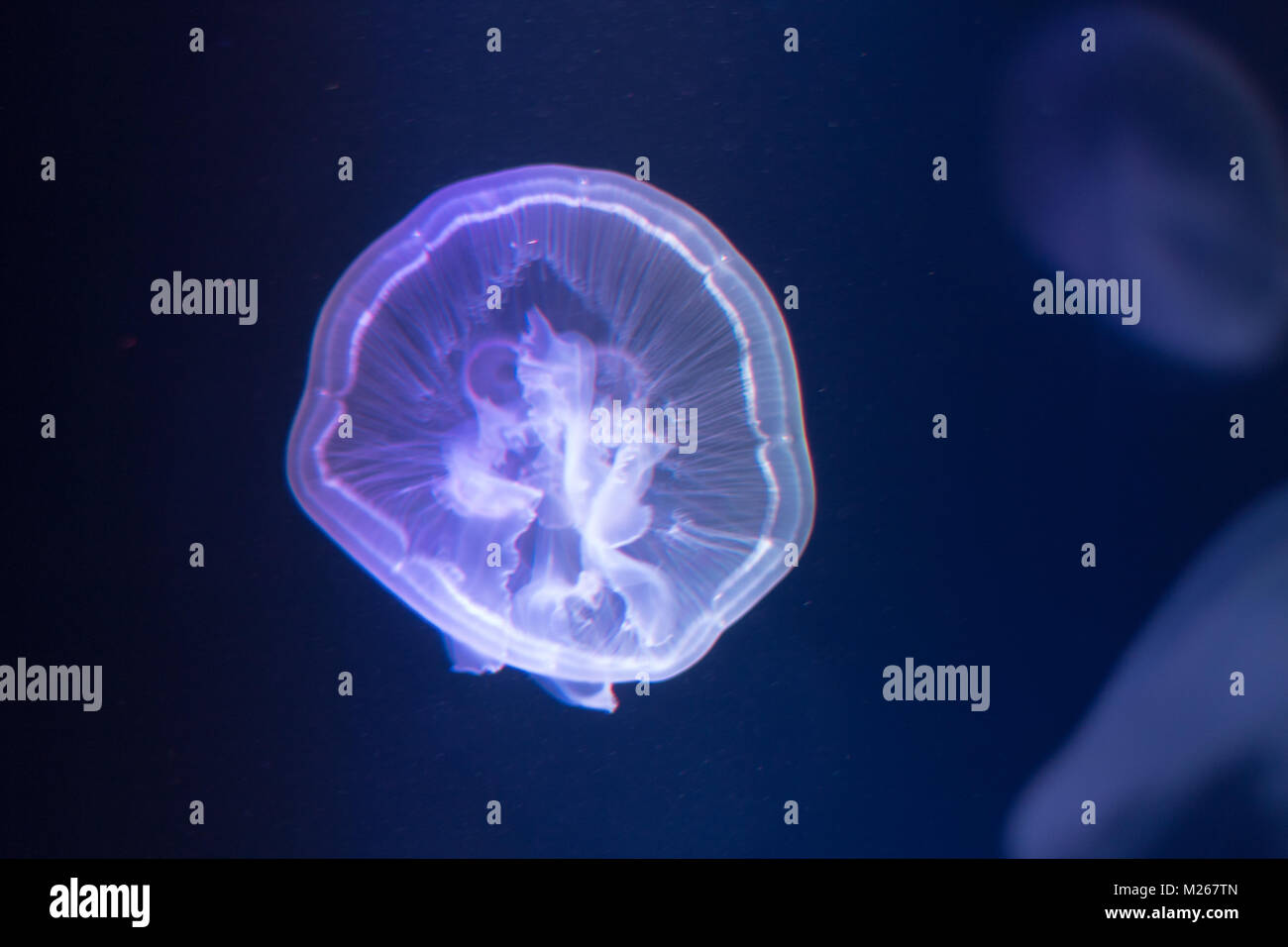 Moon Jellyfish Stock Photo