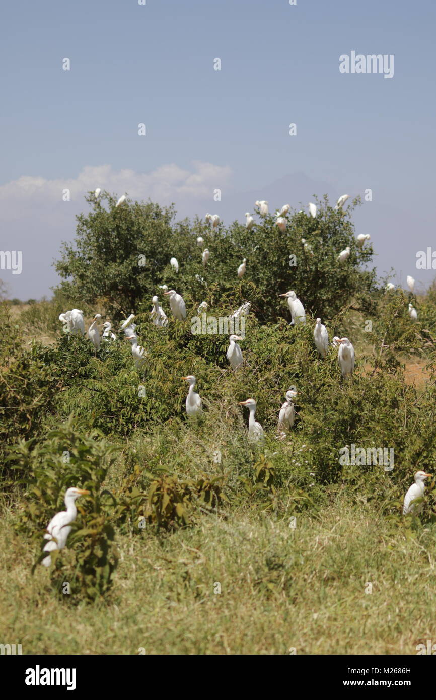 Cattle Egrets - On Safari in Tsavo West National Park Stock Photo