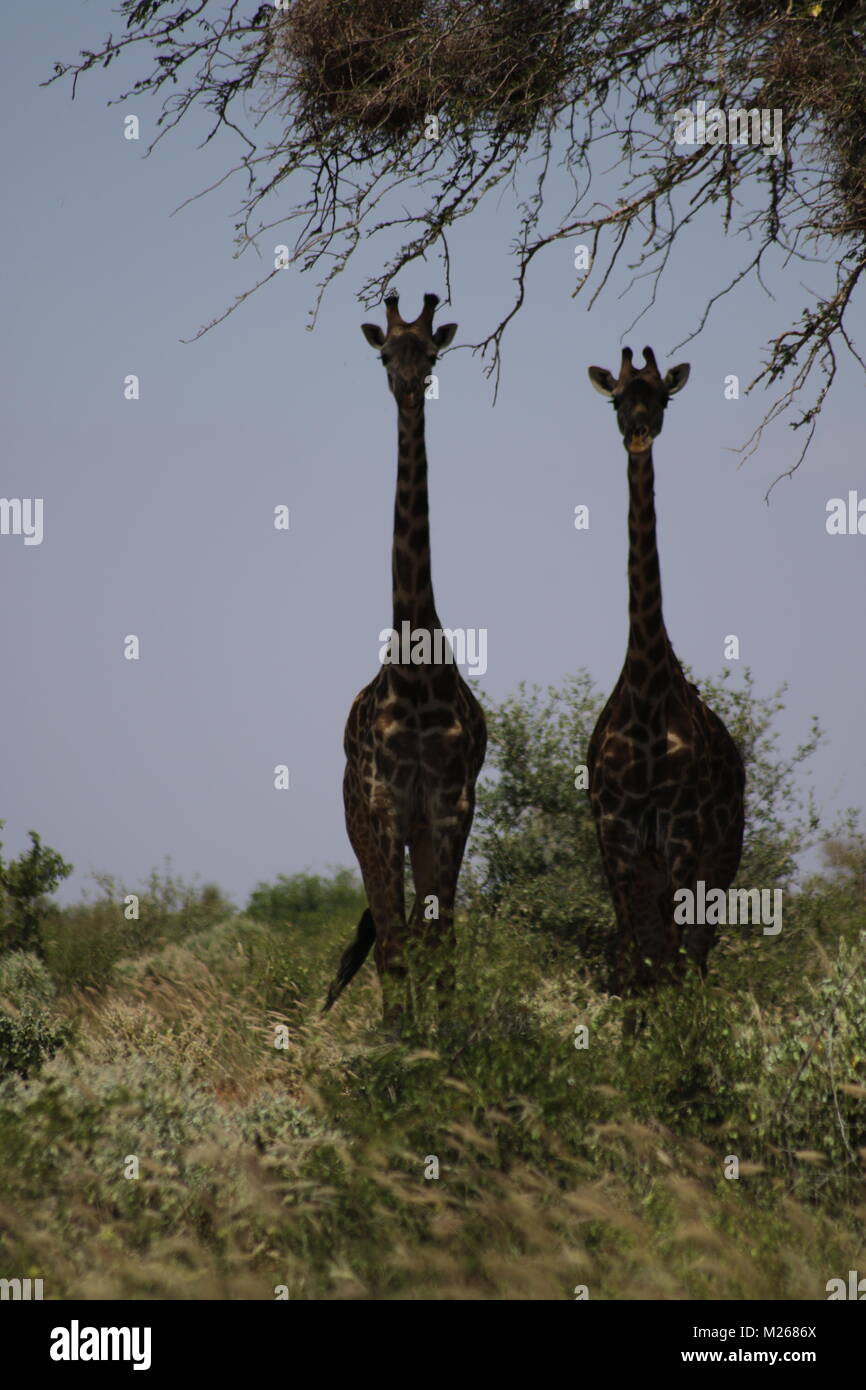 On Safari in Tsavo West National Park Stock Photo