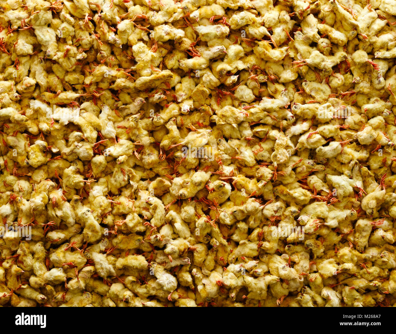 Gassed male chicks Stock Photo