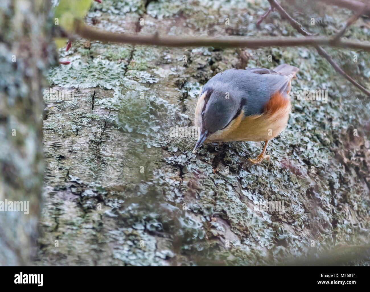 Eurasian Nuthatch (Sitta europaea) pecking at a tree in Winter in West Sussex, England, UK. Stock Photo
