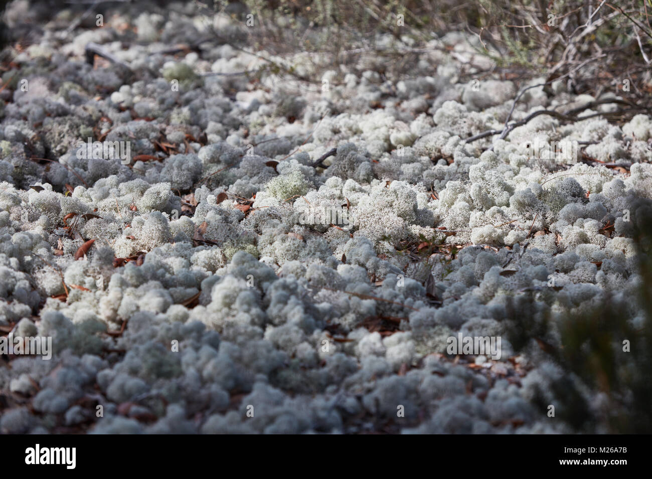 Deer moss in Gulf State Park, Alabama Stock Photo