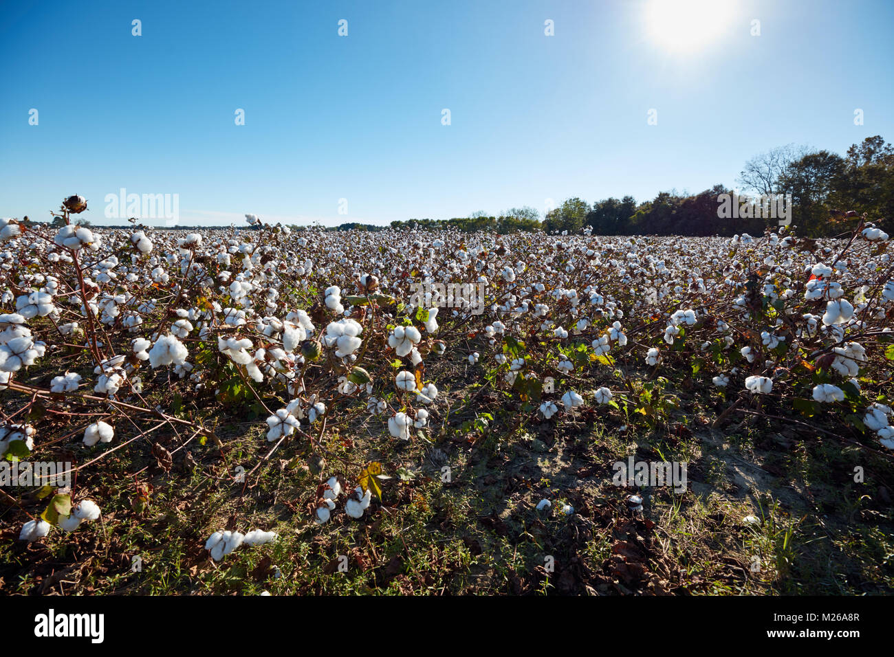 Cotton farming southern usa hires stock photography and images Alamy