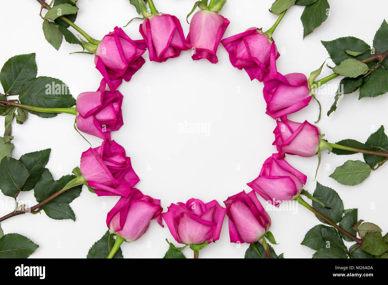 Hot pink hybrid tea roses with copy space Stock Photo