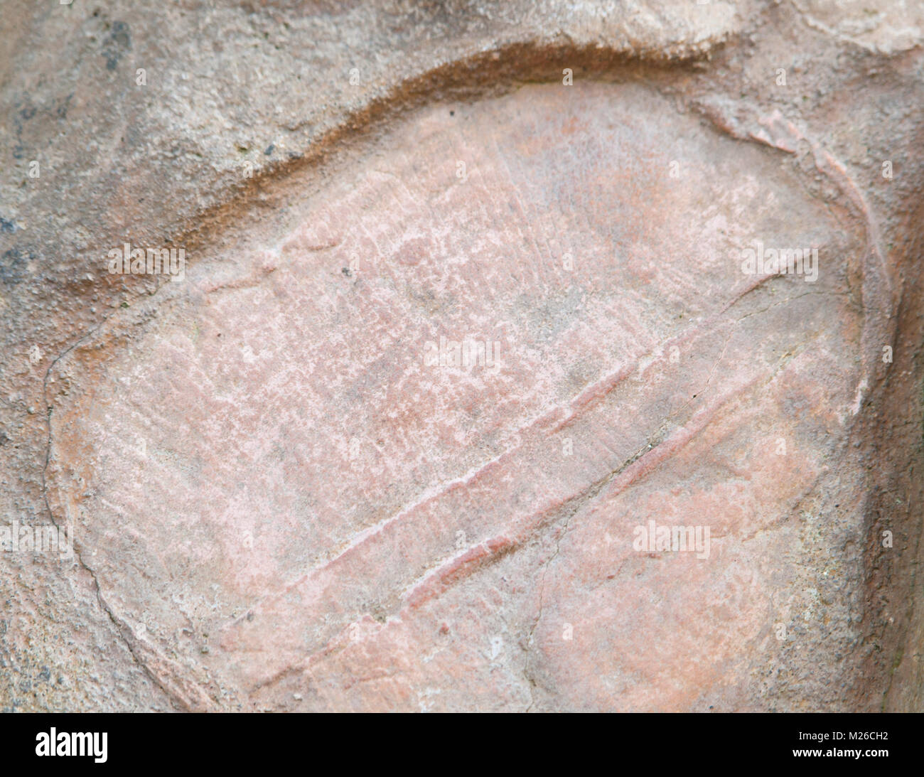 Dickinsonia costata - fossil of the Ediacaran biota found in Australia Stock Photo