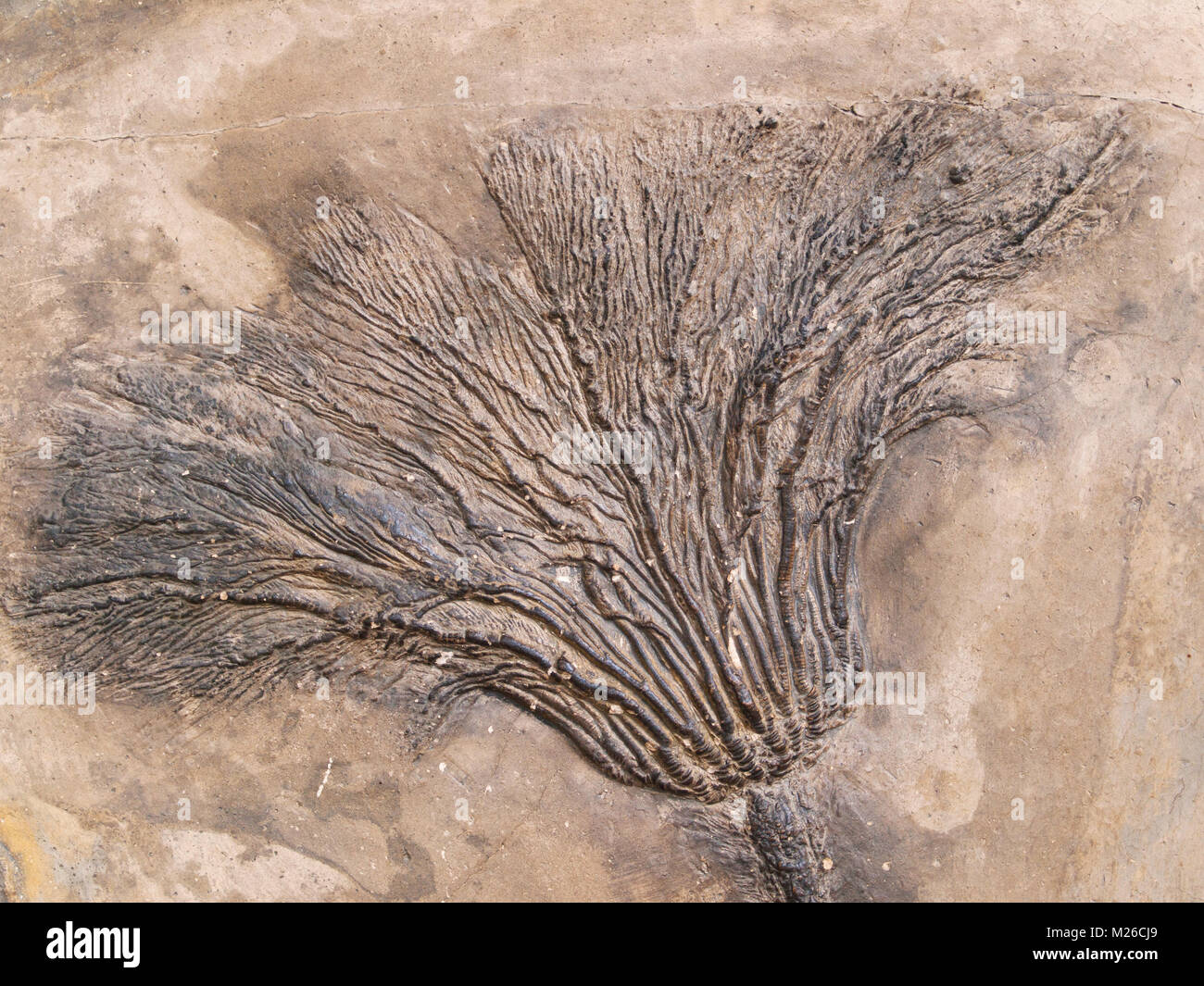 Suspension feeder hires stock photography and images Alamy