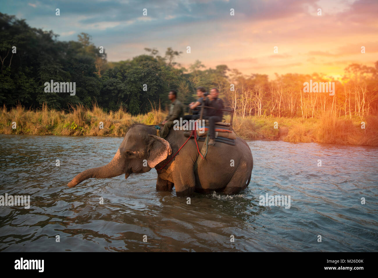 elephants in Chitwan. In the jungles of Nepal Stock Photo