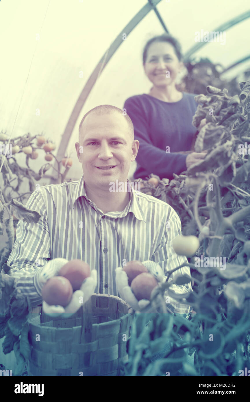 Man and woman picking tomato in greenhouse Stock Photo - Alamy