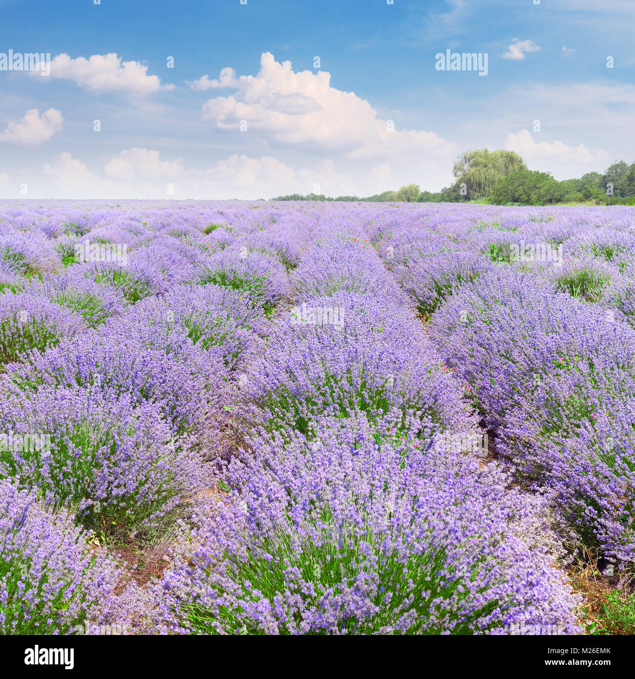 Picturesque lavender field with ripe flowers and bright blue sky. Stock Photo