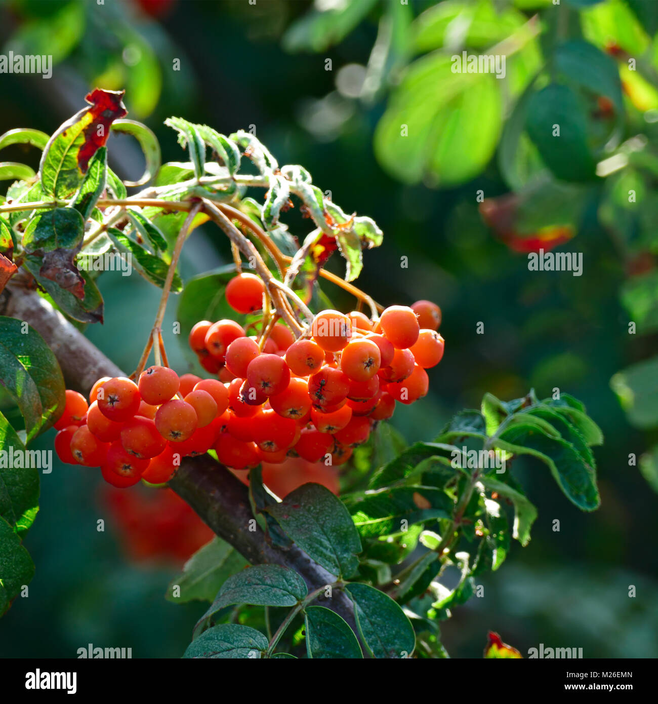 Fruits of mountain ash on bright sunny day in the forest. Stock Photo