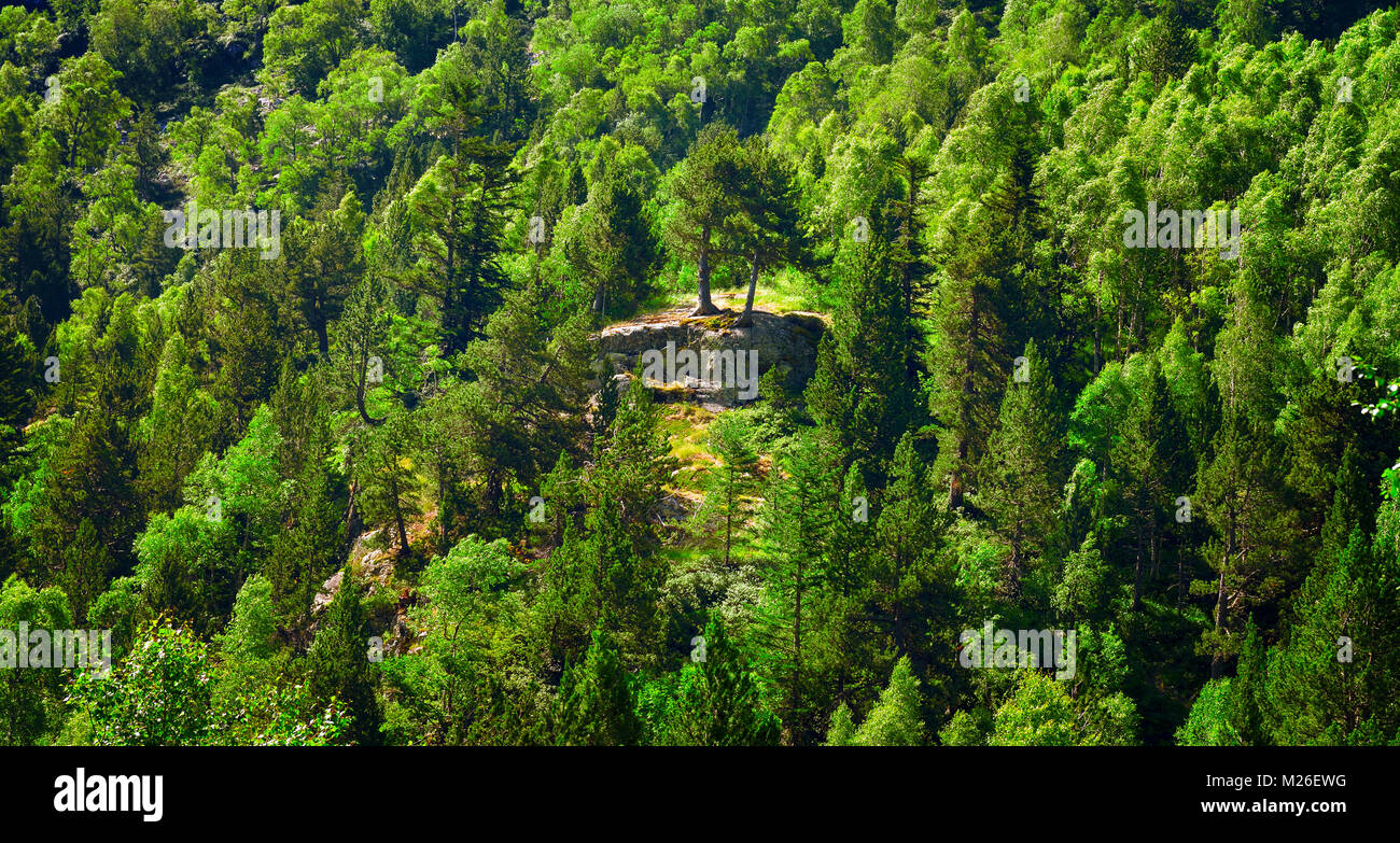 Deciduous and coniferous forest on the hillside Stock Photo Alamy