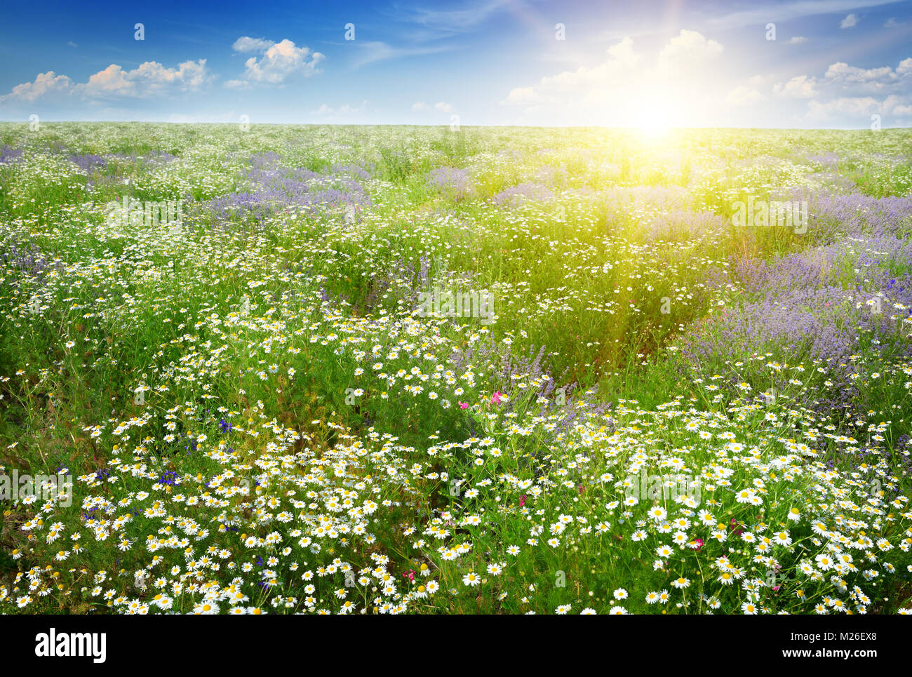 Dawn over the scenic summer field with chamomile flowers and lavender. Stock Photo