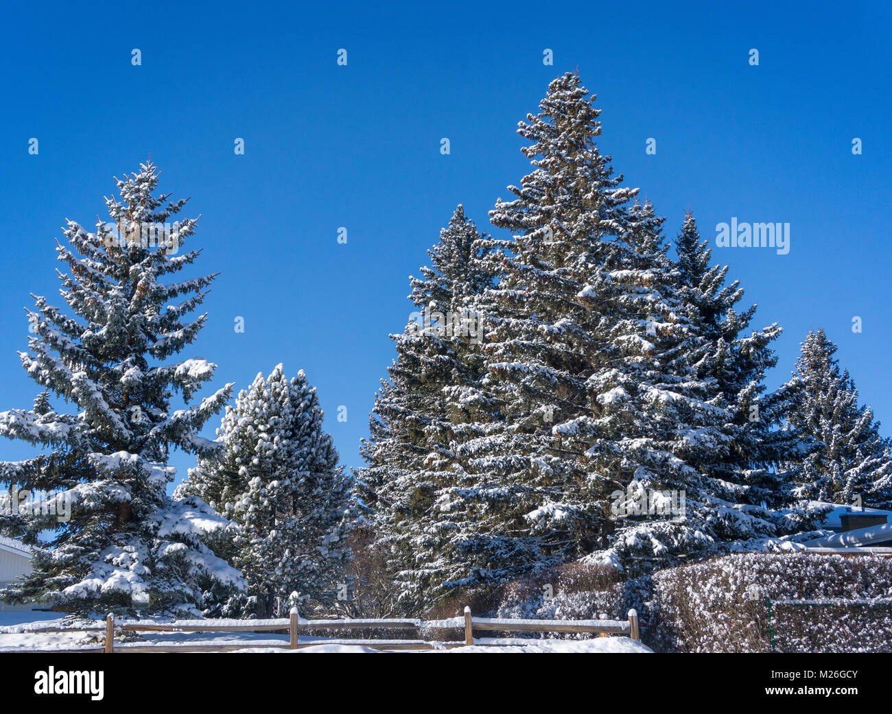 Fir Tree Trees Evergreen Evergreens High Resolution Stock Photography ...
