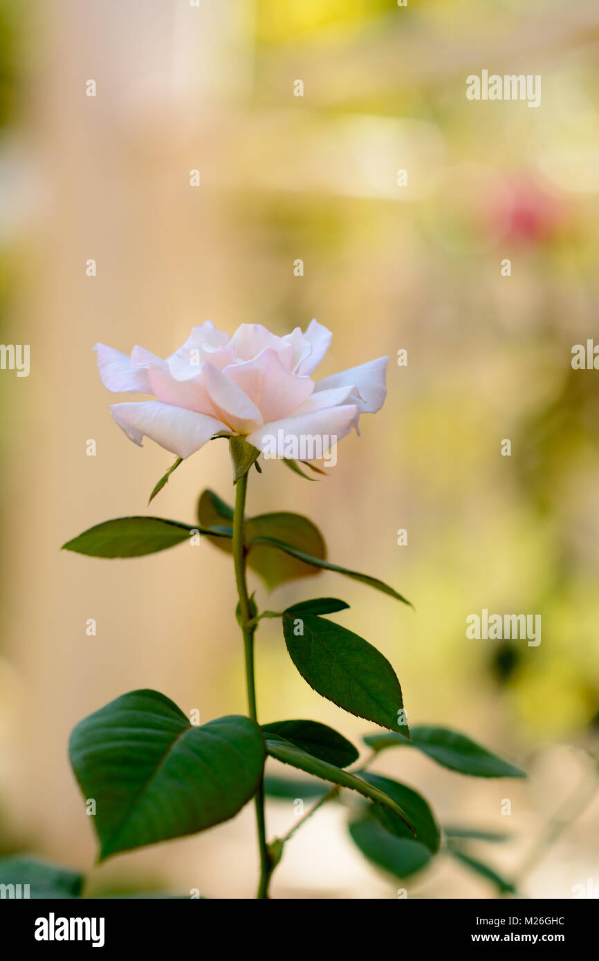 a rose in the sun Stock Photo Alamy