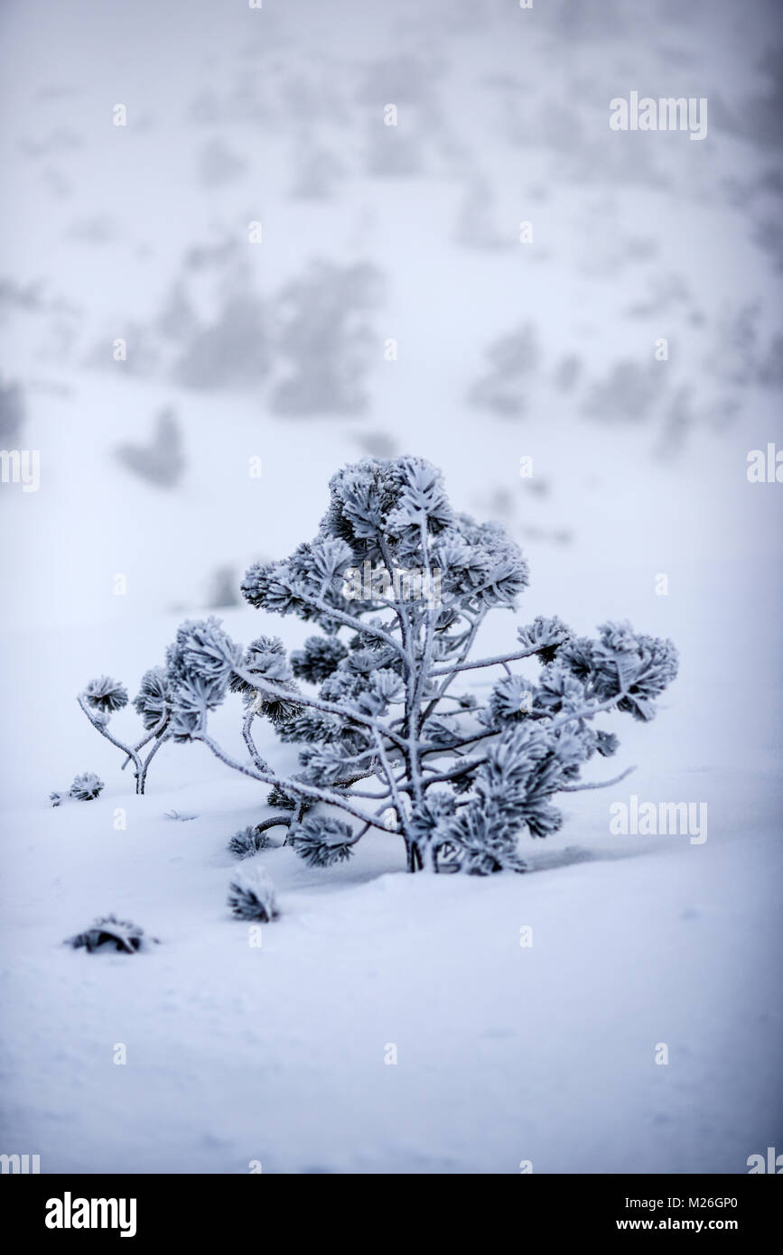 Mountain pine covered with snow, winter in Tatra Moutains, Poland. Stock Photo