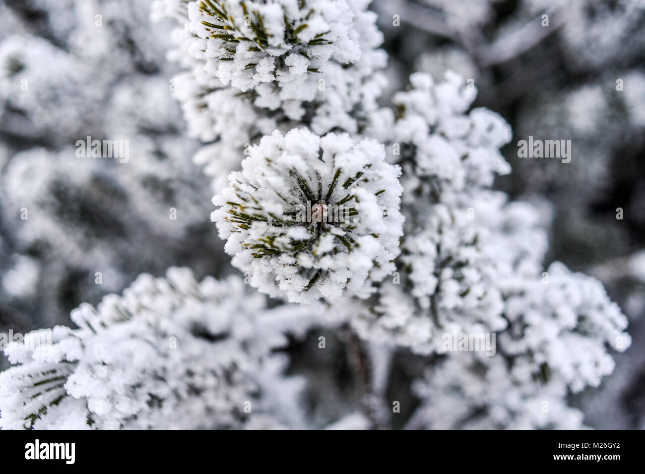 Mountain pine covered with snow, winter in Tatra Moutains, Poland. Stock Photo